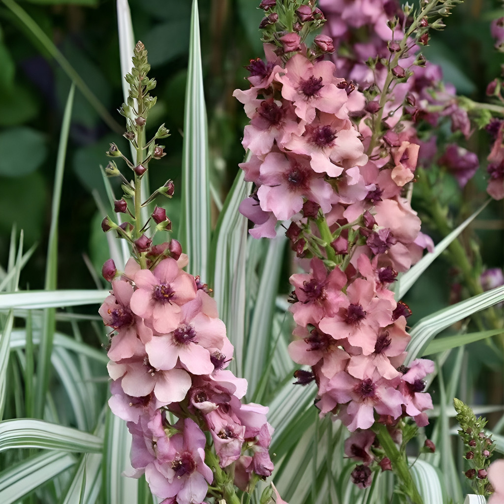 Sementes De Verbasco - Planta Medicinal Altamente Resistente Sementes de Flores Ornamentais Crescimento Rápido e Fácil
