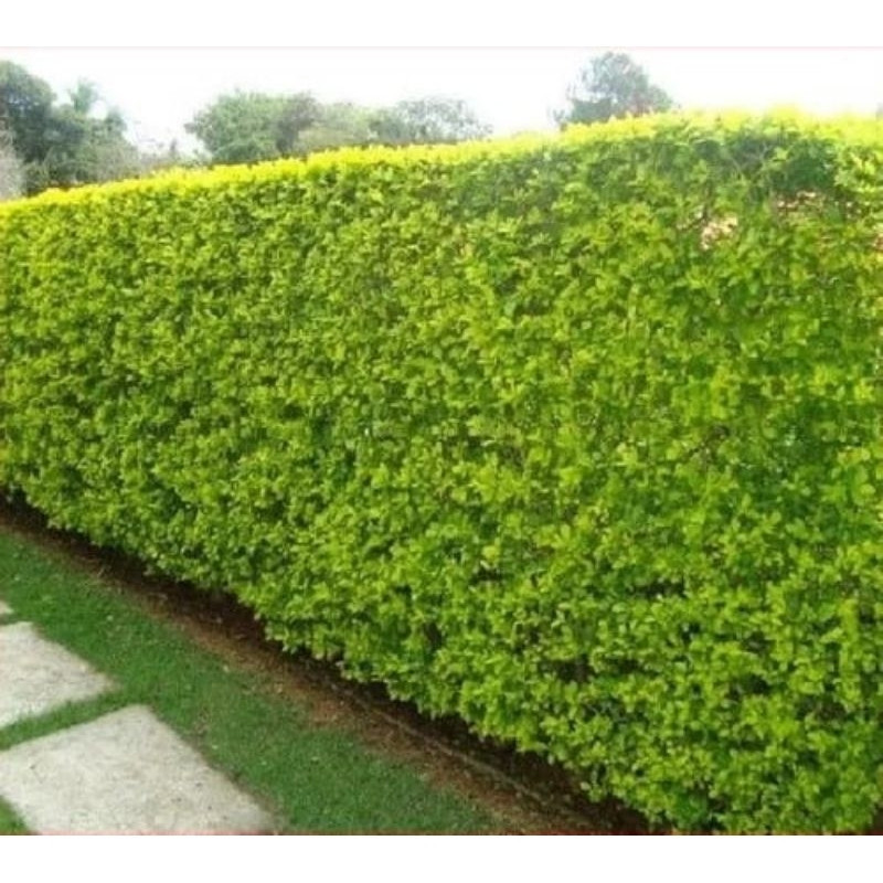 fácil de levantar 100 Sementes de Sangsang Duocampo (Sementes de Cerca Viva)