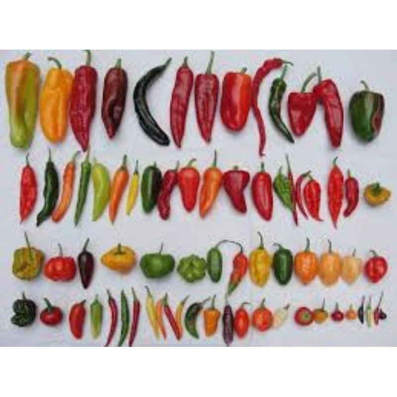 200 Sementes de Pimentas 20 Especies diferentes. em Oferta na Shopee