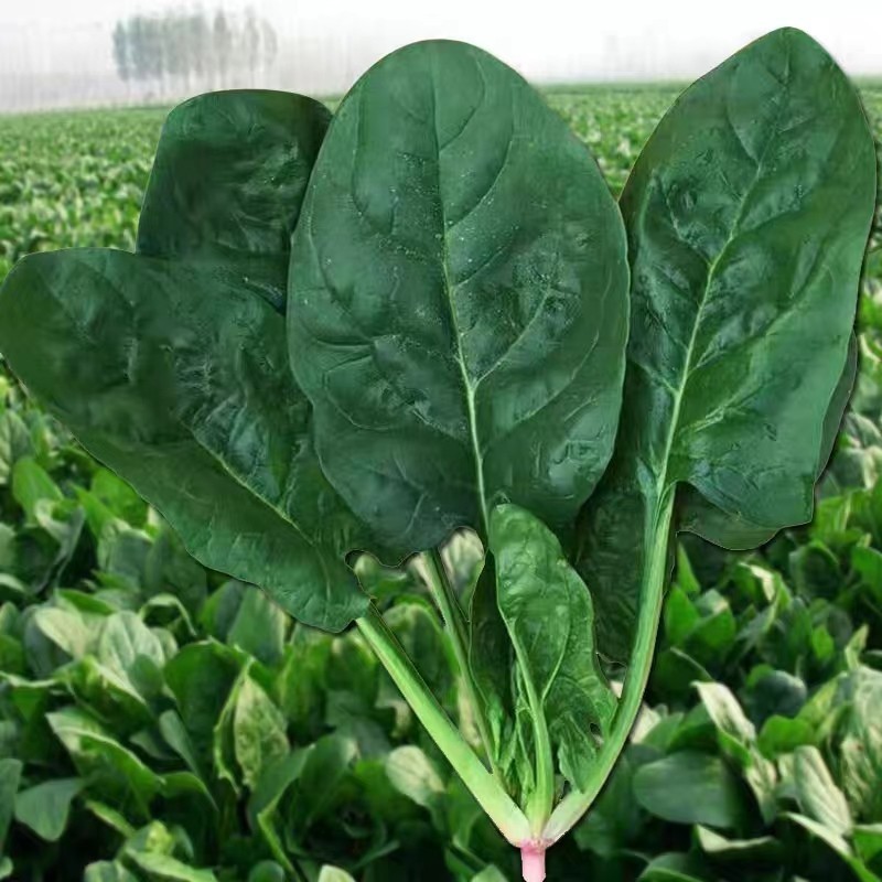 Cultivo prático Espinafre Fresco 200 500 Sementes pcs Sementes de Vegetais de Espinafre Chinês para Plantio Sementes de