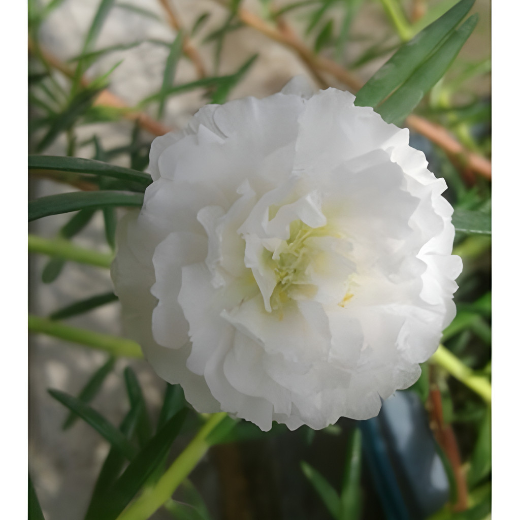 Alta germinação 100 Sementes Portulaca  - Onze Horas Branca