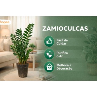 Planta Ornamental Zamioculca em Vaso 60cm e 25cm Verde ou Black para Ambiente Interno em Oferta na Shopee