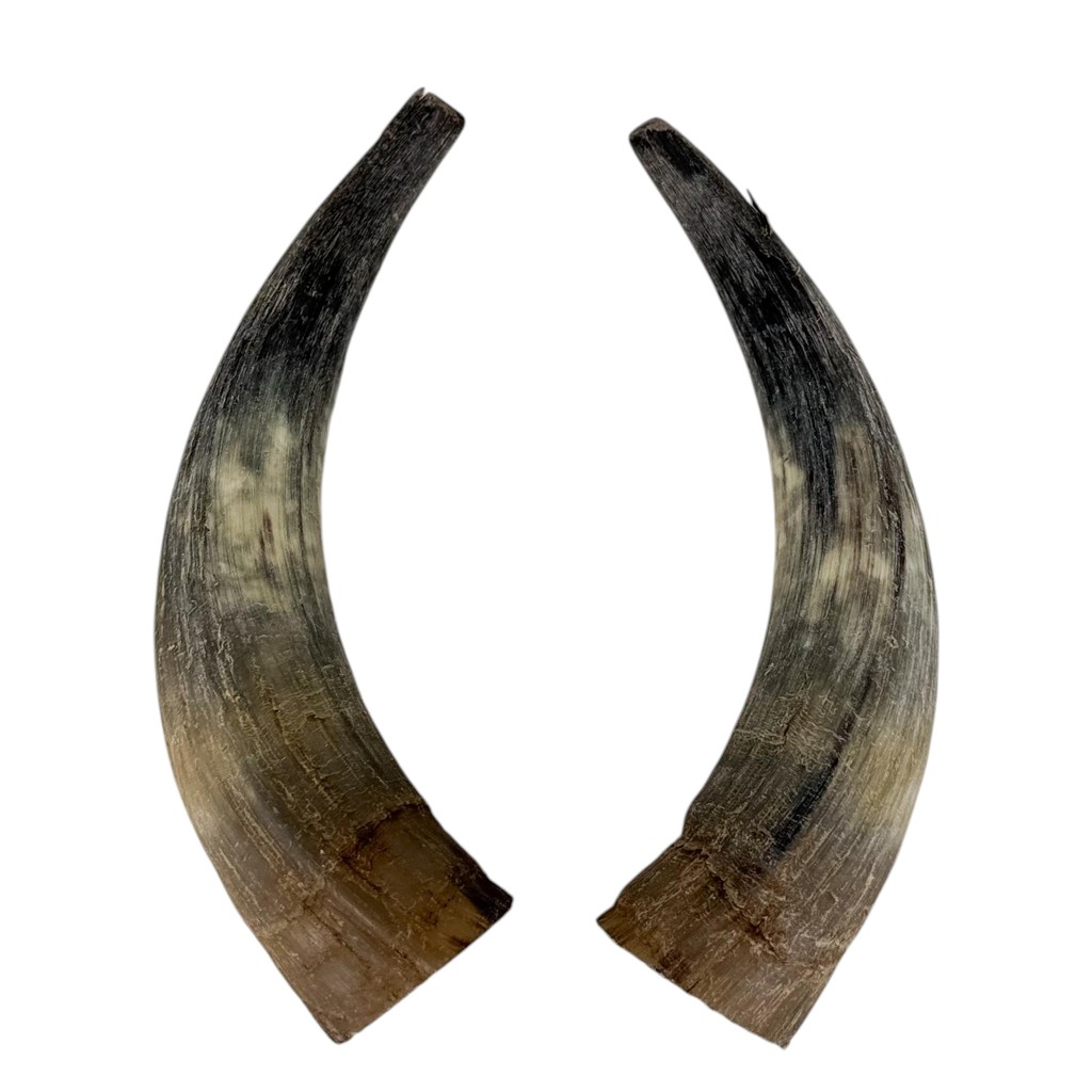 Chifre Bovino Médio - 2un em Oferta na Shopee