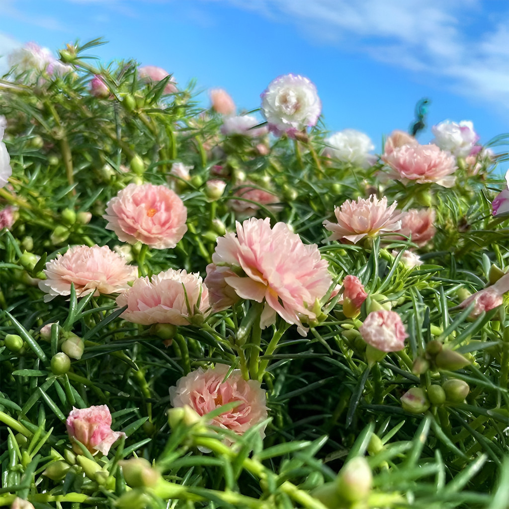 flores ornamentais 100 Sementes De Portulaca Dupla - Flores Cheias E Vistosas planta para vaso