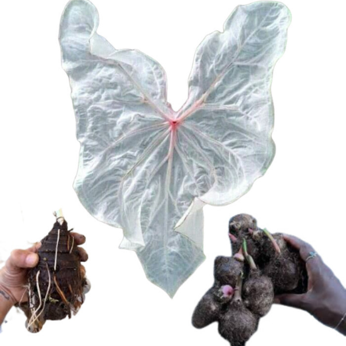 Batata de Caladium veu de noiva (tinhorão)