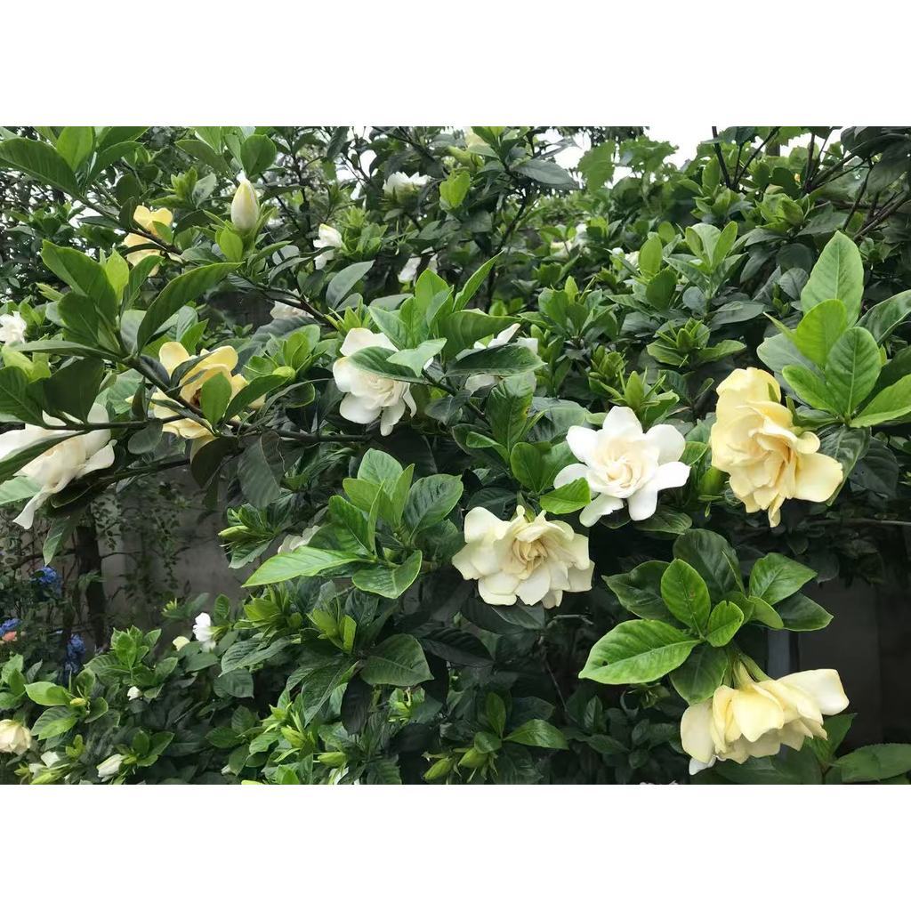 Sementes de Gardênia Jasmim do Cabo 50 Un Jardim