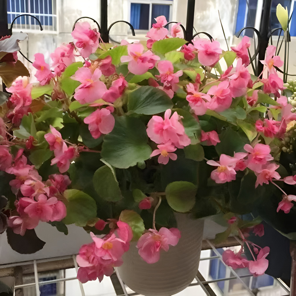 Fácil cultivo sementes premium Begônia Semperflorens - Floração O Ano Todo Fácil fácil de plantar