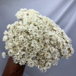 300 Flor Sempre vivas Premium Arranjo Buquê Casamento Chá Decoração Mesa Flor Seca preservada