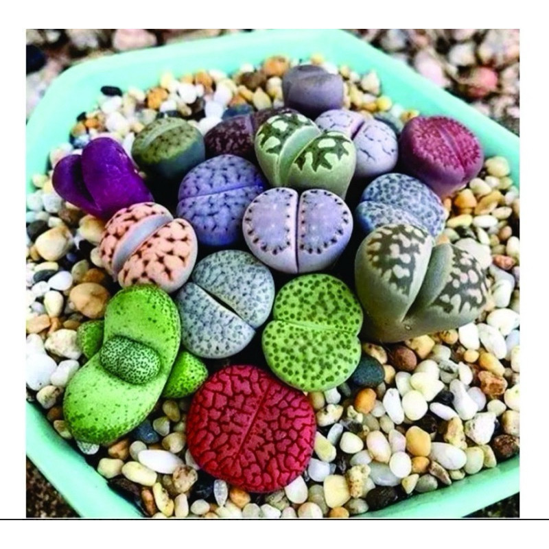 200 Sementes de Cacto Pedra Sortidas | Lithops Mix | Suculenta Rara para Plantio | Jardim/Decoração