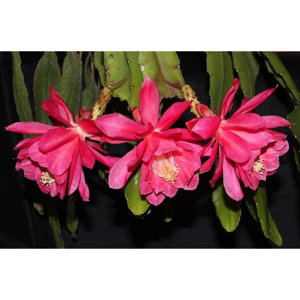5 sementes do lindo cactos Imperatriz Alemã (Disocactus phyllanthoides) sementes organicas