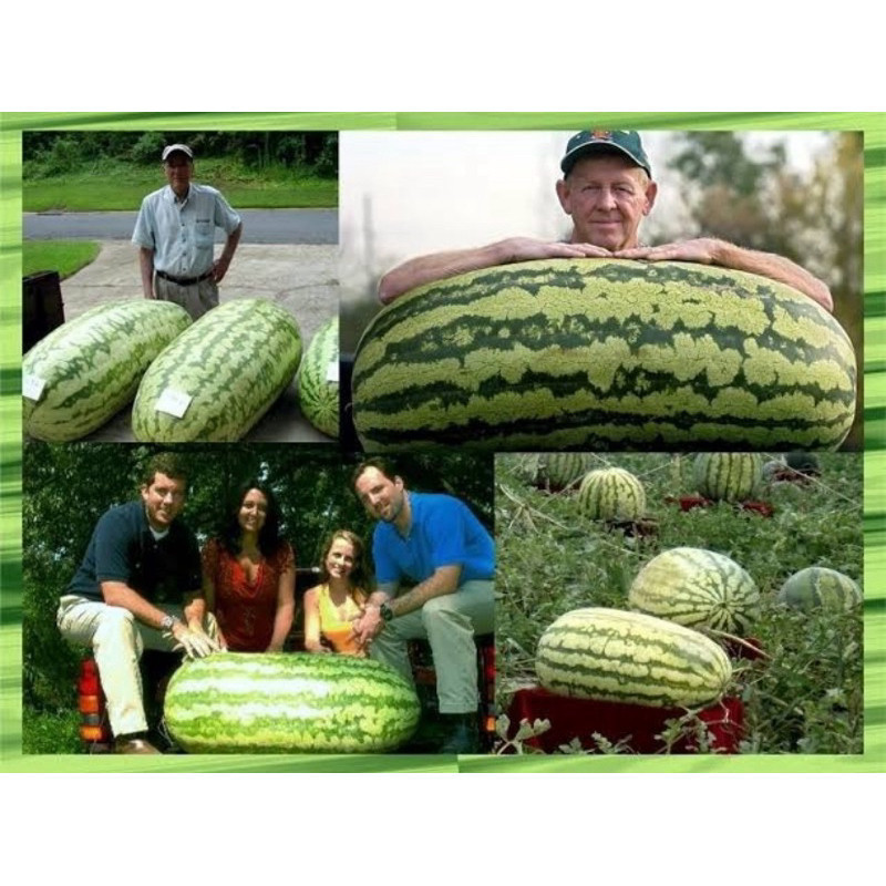 130 Sementes de Melancia Gigante Carolina Cross Original + Manual de Plantio | Fruta Enorme Alta Germinação