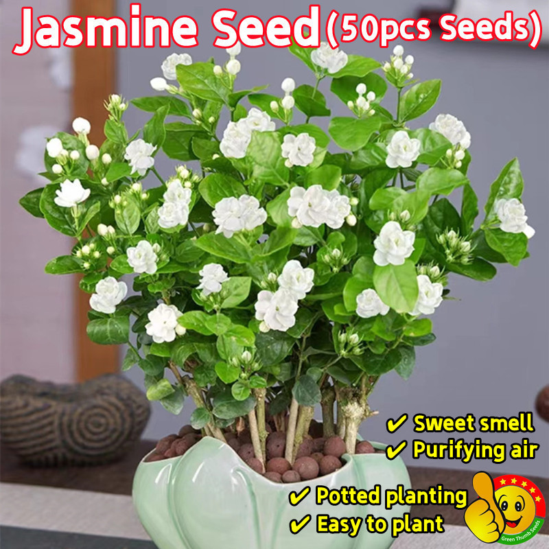 Envio rápido Sementes de Jasmim Branco Fragrante 50 100 Sementes à Venda Sementes de Flor de Jasmim Semente de Planta F
