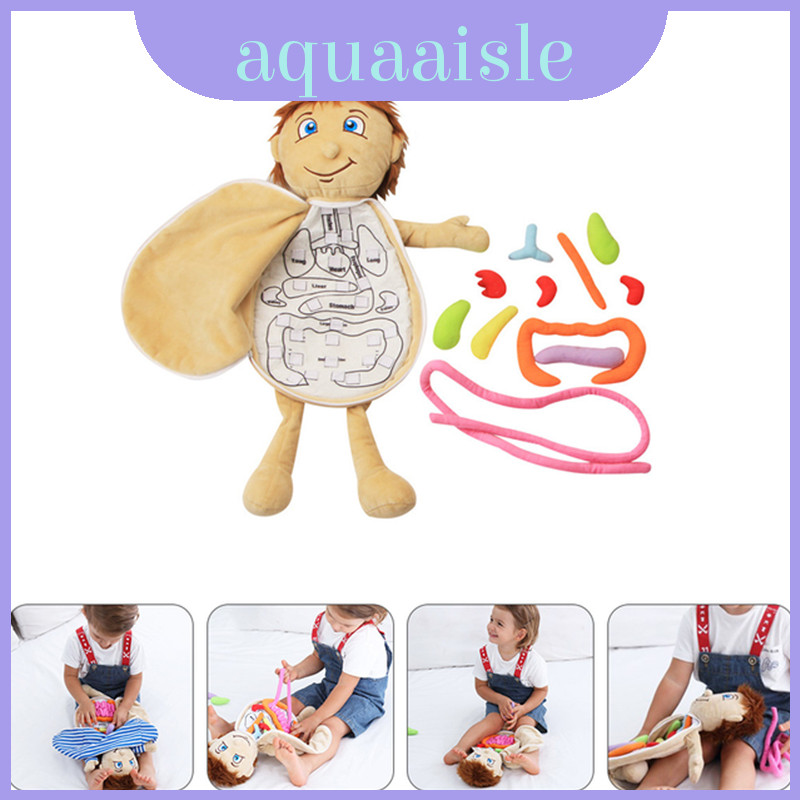 Ótimo Auxílio De Ensino Para Jardim De Infância , Aprender Anatomia Com A Boneca Cognitiva De Órgão Humano .