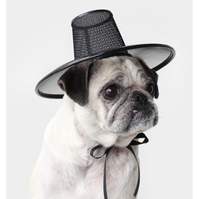 Meus Produtos De Estimação Preciosos , Primeiro hanbok ! GAT (Chapéu Tradicional Coreano Nobleman) , Coleira De Pescoço Para Animais