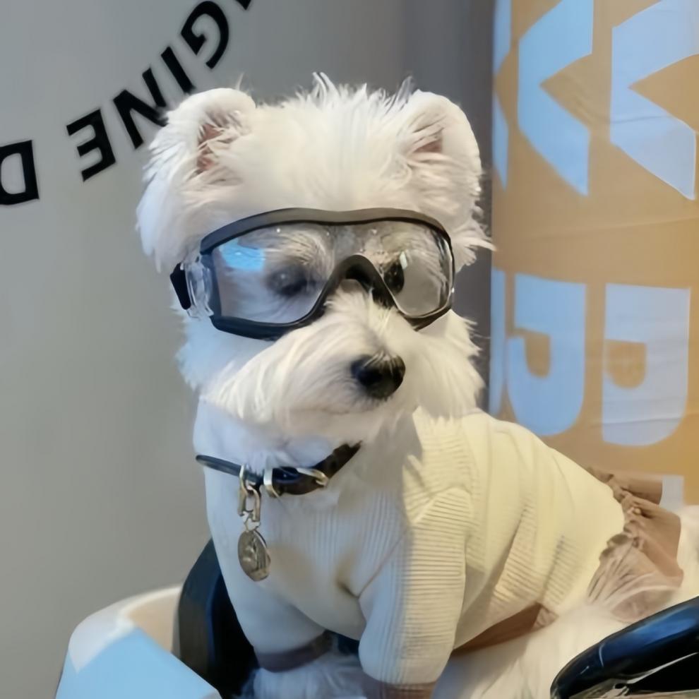 Protetor Solar para Cães - Comprar com Melhor Preço em Cuidados com a Pele