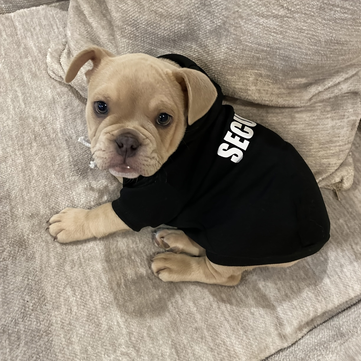 Capuz com Estampa de Cachorro, Roupa de Cachorro Shih Tzu, Vestido para Pet