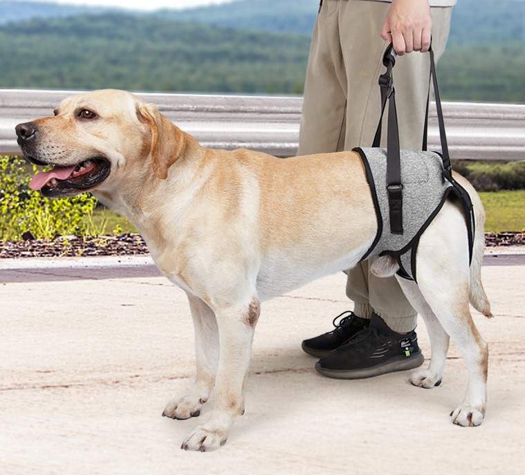 Para cães idosos que saem, existem tiras de suporte para cães com encosto, tiras de tração para lesões nas patas