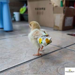 Roupas fraldas fraldas de frango pequenos bolsos de frango Anti-Pull patinhos fraldas fraldas de frango